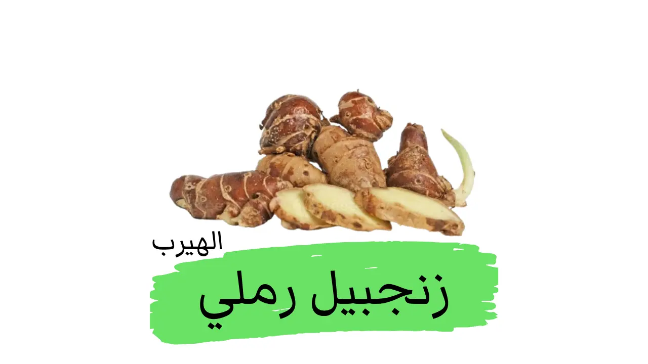 ماهو القولنجال الكمبفيري (الزنجبيل الرملي)؟ الفوائد والأضرار