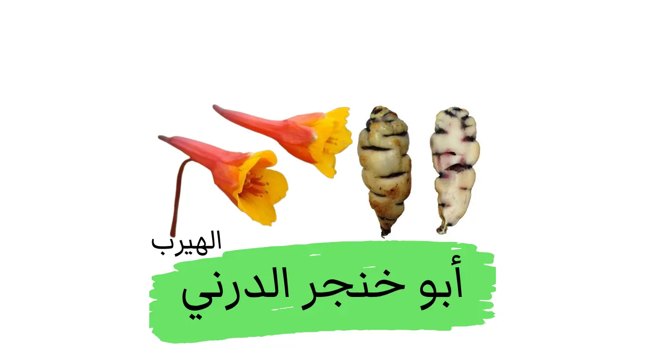 ماهو نبات أبو خنجر الدرني؟ الفوائد والأضرار