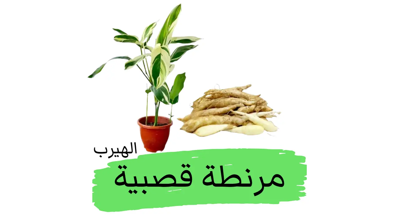  Maranta arundinacea الأروروت (المرنطة القصبية) : الفوائد والأضرار 