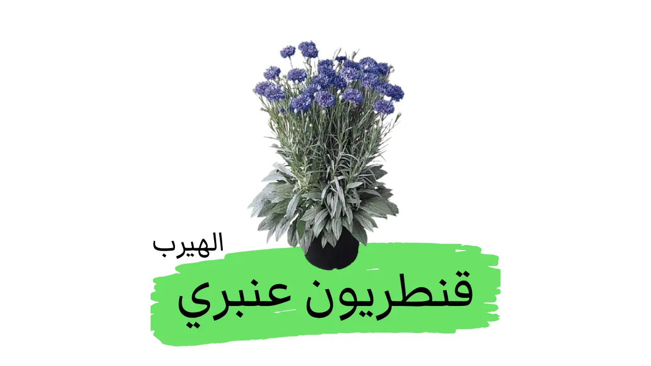 قنطريون عنبري(زهرة الذرة) :الفوائد والأضرار