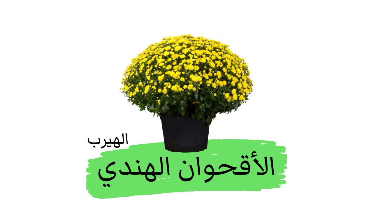 الأقحوان الهندي (Chrysanthemum indicum L.) : الفوائد والأضرار