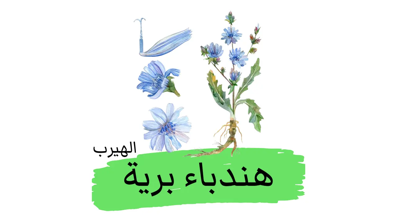 الهندباء البرية، الشيكوريا: الفوائد والأضرار الصحية والغذائية