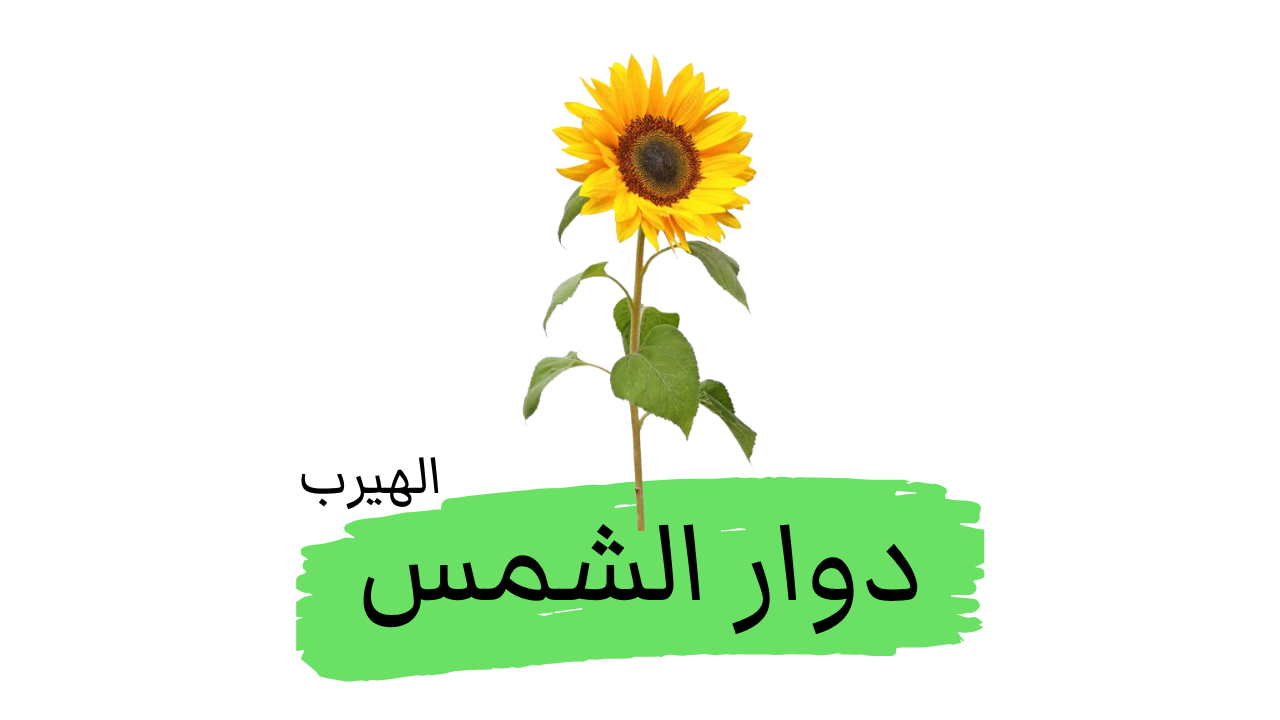 فوائد وأضرار دوار الشمس