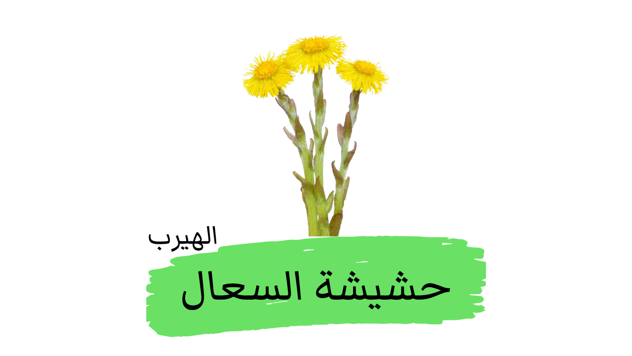 حشيشة السعال (نبات حافر الحصان) : الفوائد والأضرار