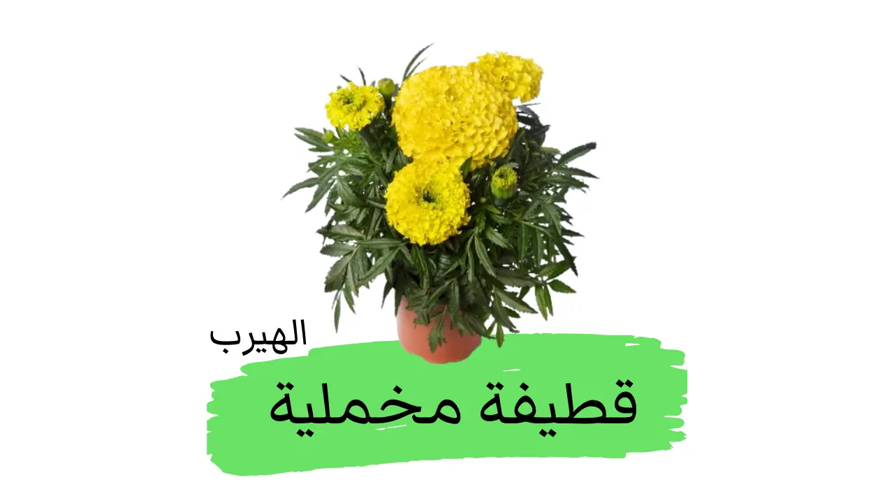 زهرة القطيفة المخملية: الفوائد والأضرار Tagetes erecta