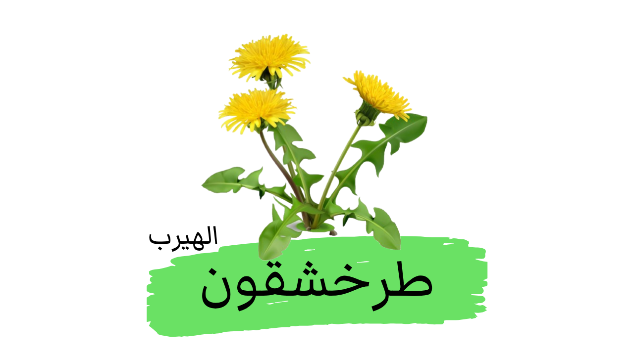 الهندباء البرية (الطرخشقون): الفوائد والأضرار Taraxacum officinale