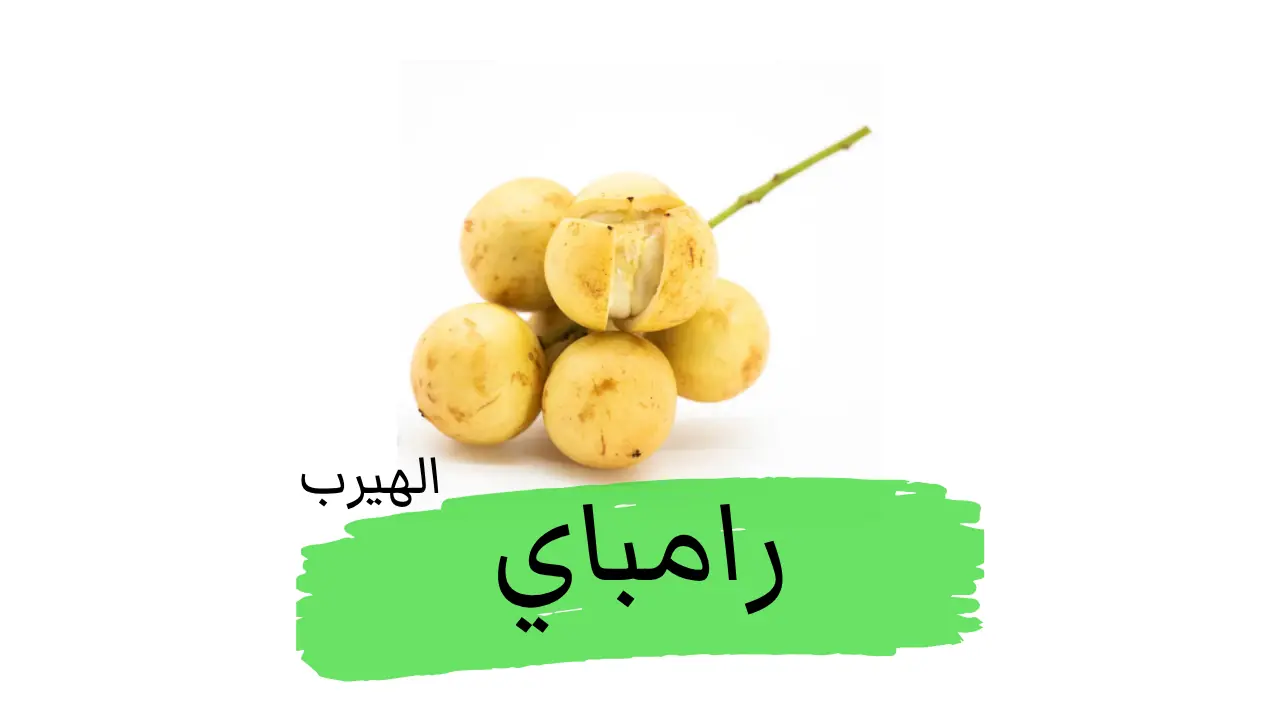 ماهي فاكهة الرامباي؟ الفوائد والأضرار الصحية والغذائية