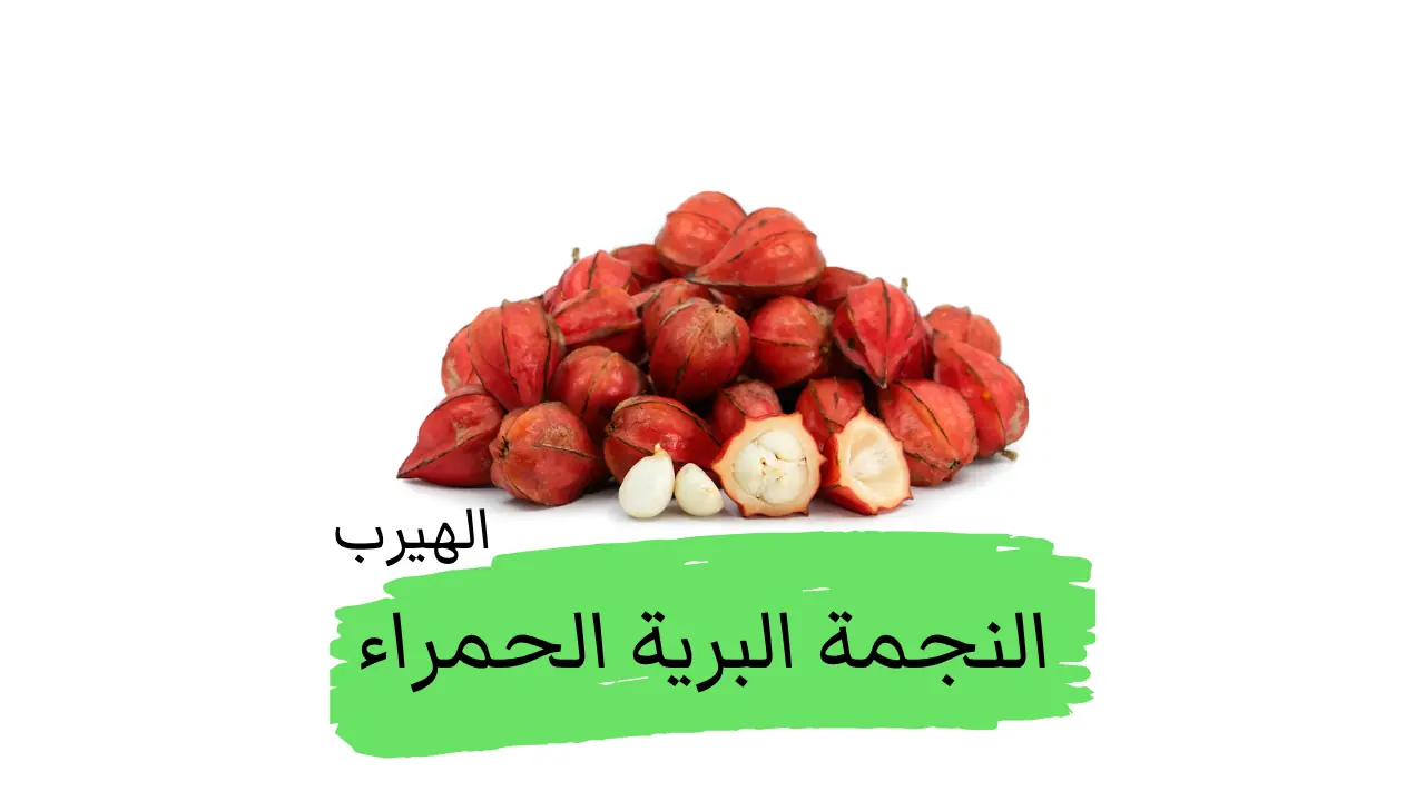 فاكهة النجمة البرية الحمراء (باكوريا أنجولاتا،البكاوريا الزاويّة، بيليمبينغ دم ): فاكهة بورنيو المنسية بين الفوائد والأضرار