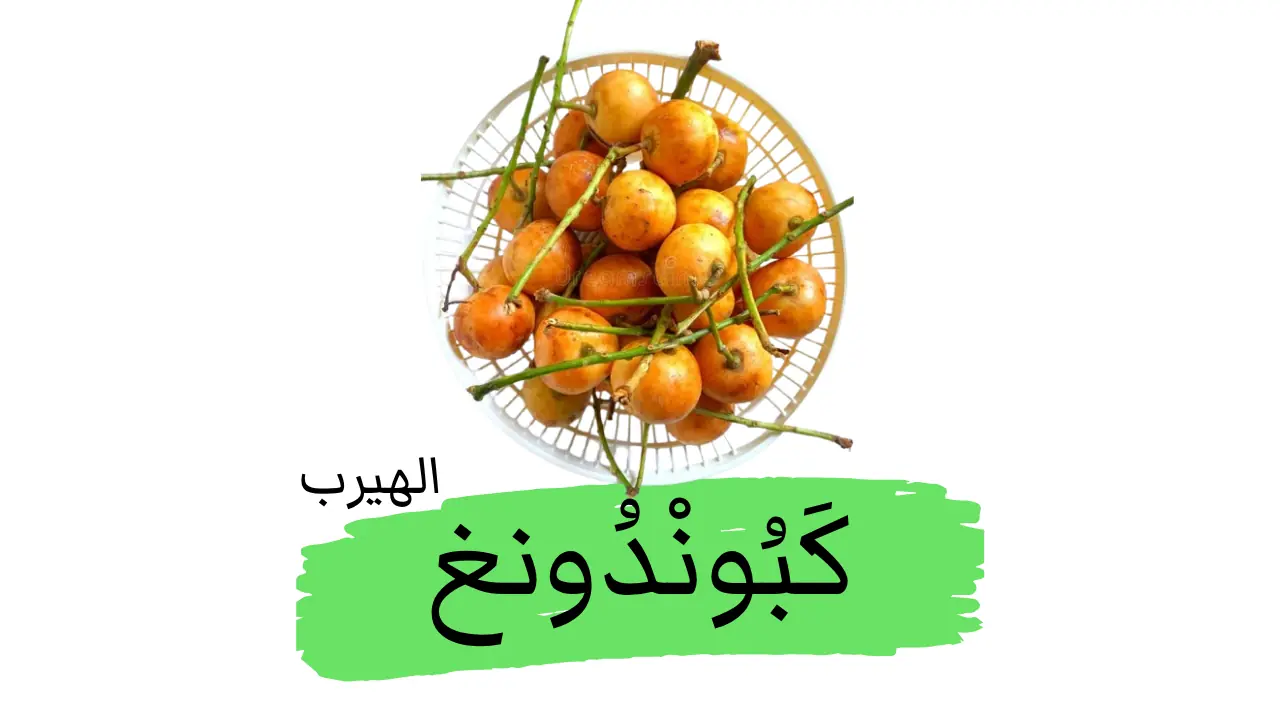 الكَبُونْدُونغ (البكاوريا العنقودية): شجرة فاكهة منسية ذات إمكانات دوائية وتغذوية واعدة