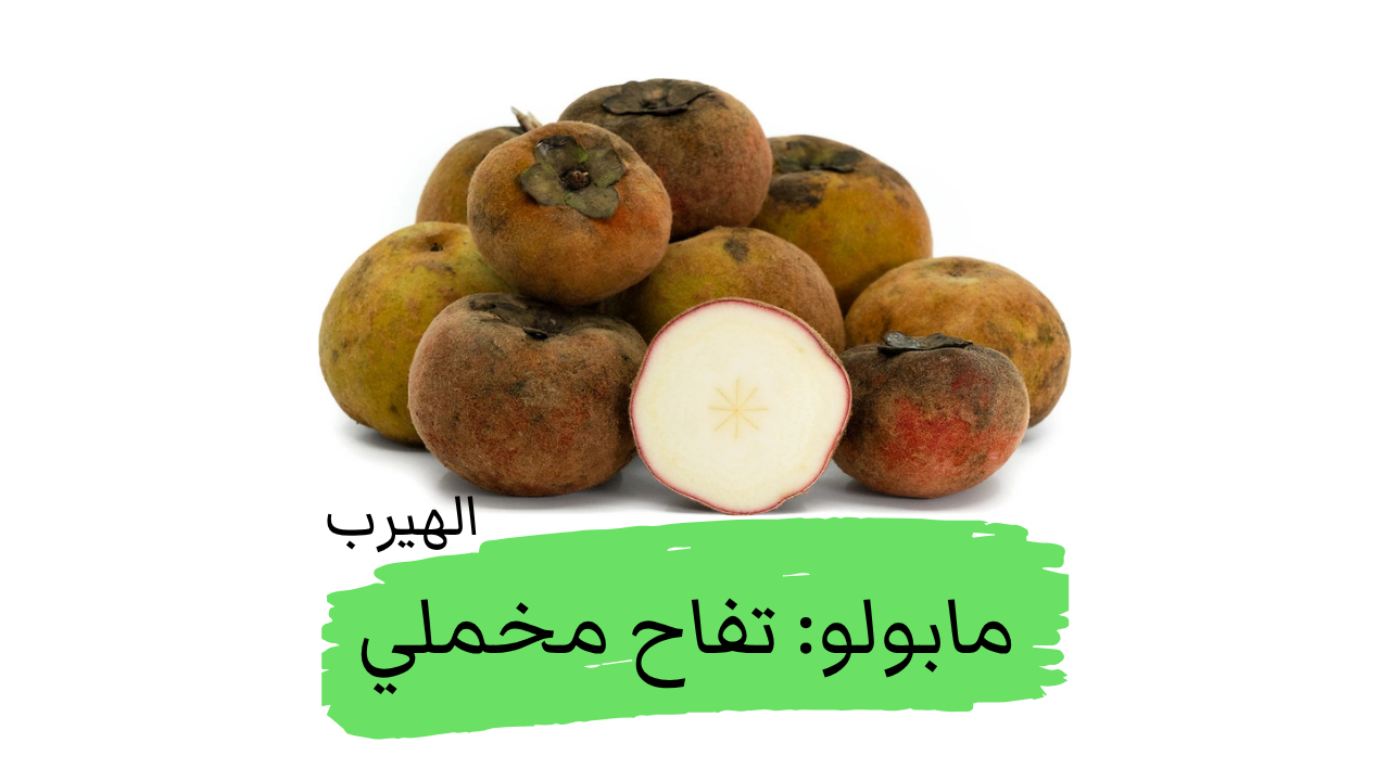 نبات المابولو (التفاح المخملي الكاكي المخملي) : الفوائد والأضرار الصحية والغذائية