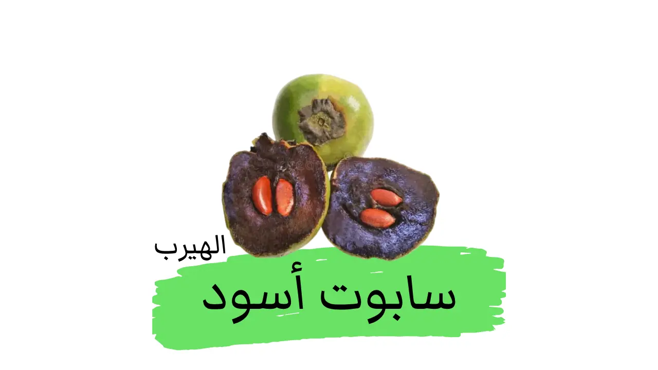  السابوت الأسود ( فاكهة البودينغ , خرمال أسود): الفوائد والأضرار الصحية والغذائية