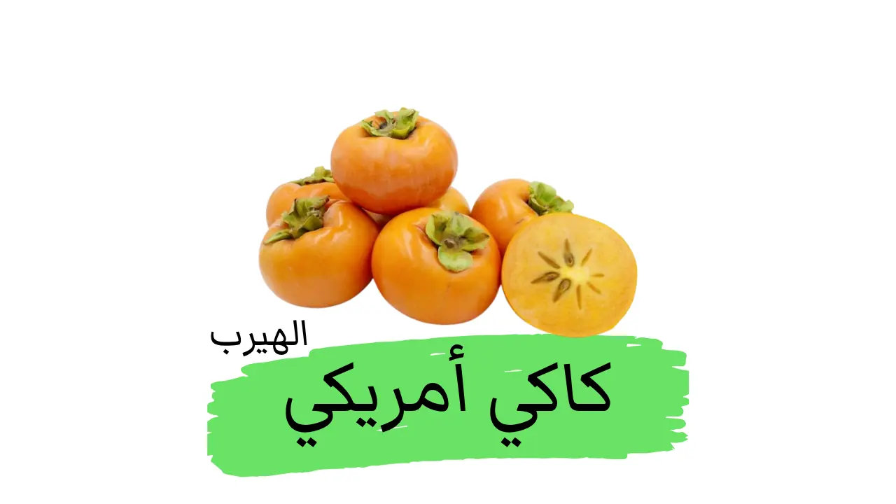 الخرمة الأمريكية (الكاكي الأمريكي) : الفوائد والأضرار