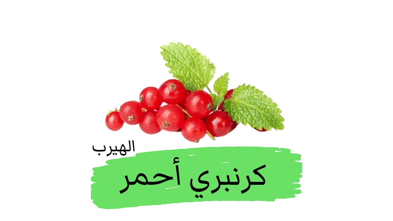 عنبية كبيرة الثمار(Cranberry التوت البري الأحمر أو الكرانبيري الأمريكي) : الفوائد والأضرار