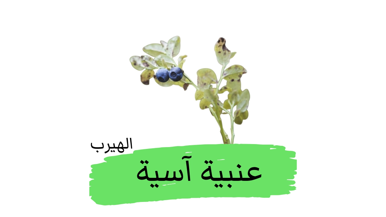 عنبية آسية (التوت الأزرق البري أو العنبية الأوروبية) :الفوائد والأضرار