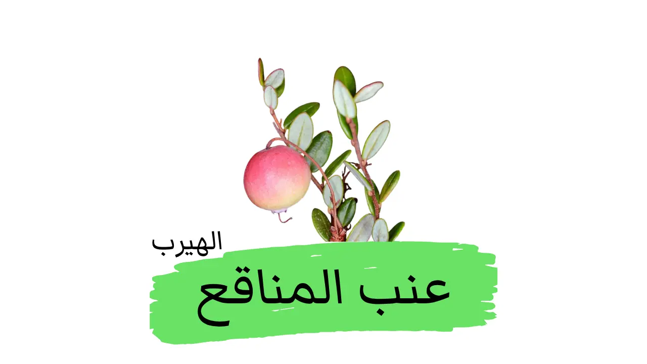 عنب المناقع ( قِمَام شائع أو  التوت البري الأوروبي الصغير) Vaccinium oxycoccos