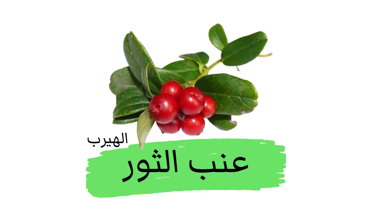  ( القِمَام الأحمر أو العنبية التوت البري الجبلي)عنب الثور  الفوائد والأضرار  