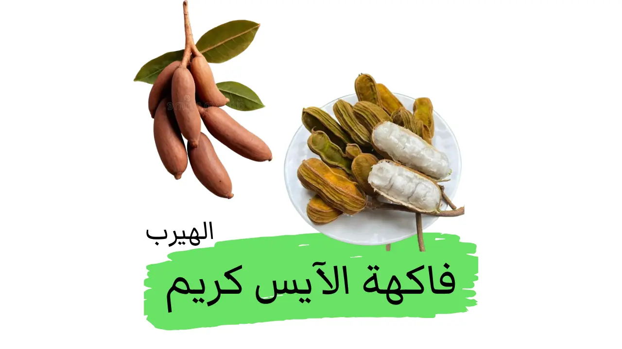 ماهي فاكهة الآيس كريم (الإنغا)؟ الفوائد والأضرار Inga edulis 