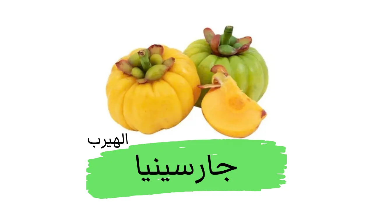 فاكهة جارسينيا (غرسنية صمغية Garcinia gummi-gutta): الفوائد والأضرار 