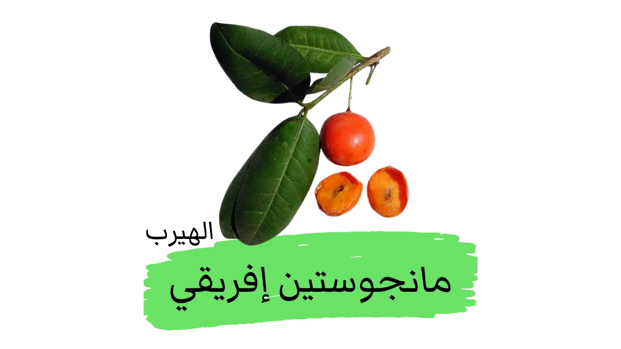 فاكهة المانجوستين الإفريقي : الفوائد والأضرار Garcinia livingstonei