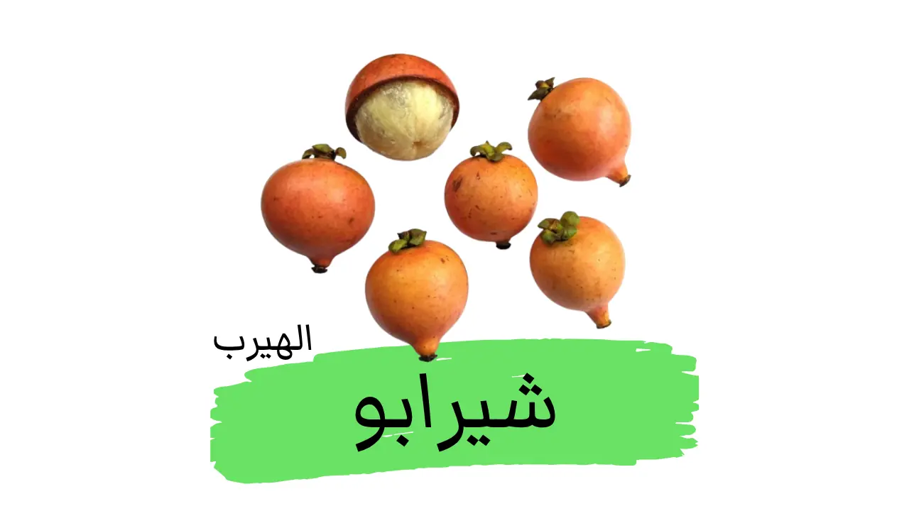 نبات الشيرابو (فاكهة المانجوستين الزُّرِّي) : الفوائد والاضرار 