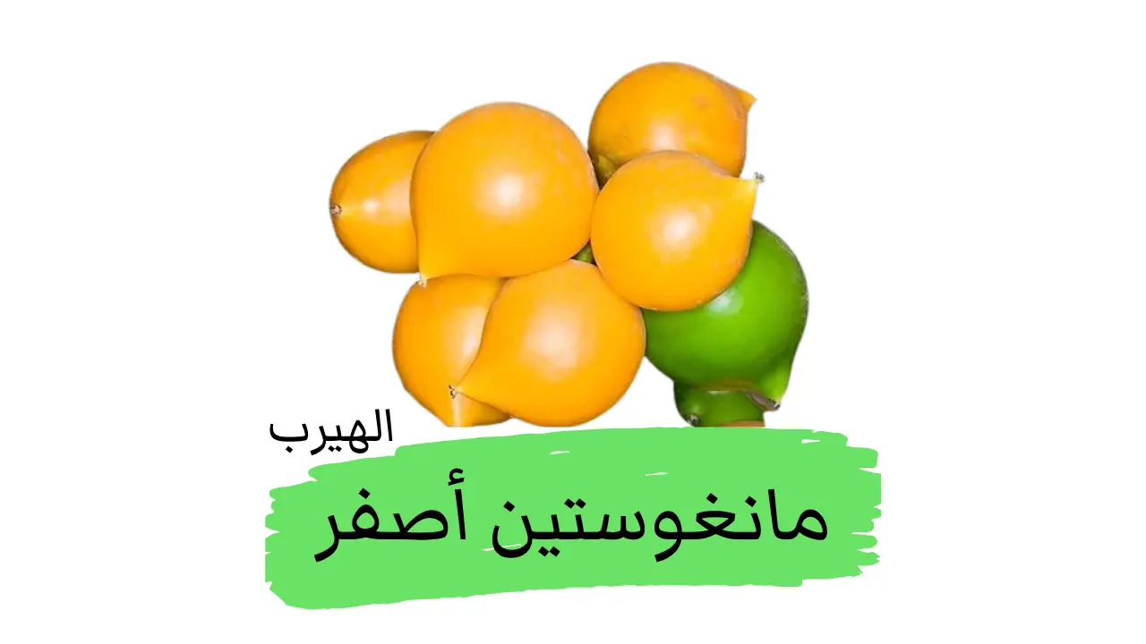 فاكهة المانغوستين الأصفر : الفوائد والأضرار  Garcinia xanthochymus