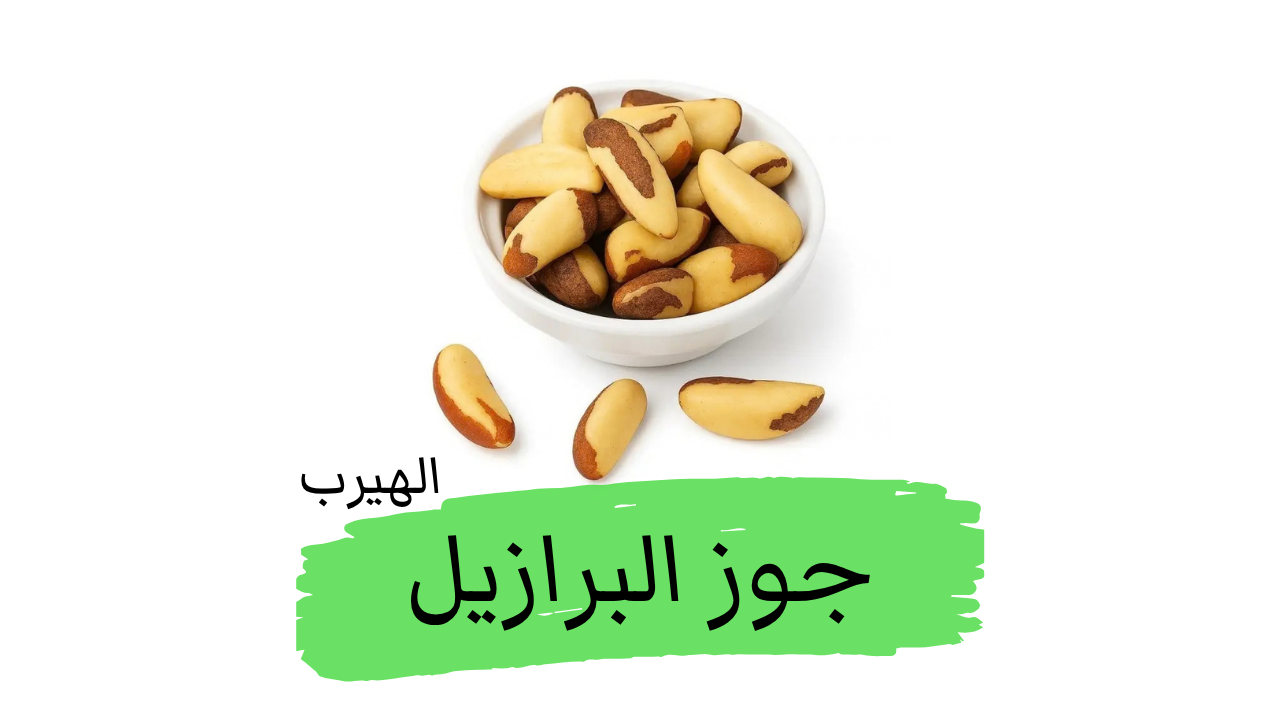 جوز البرازيل Bertholletia excelsa