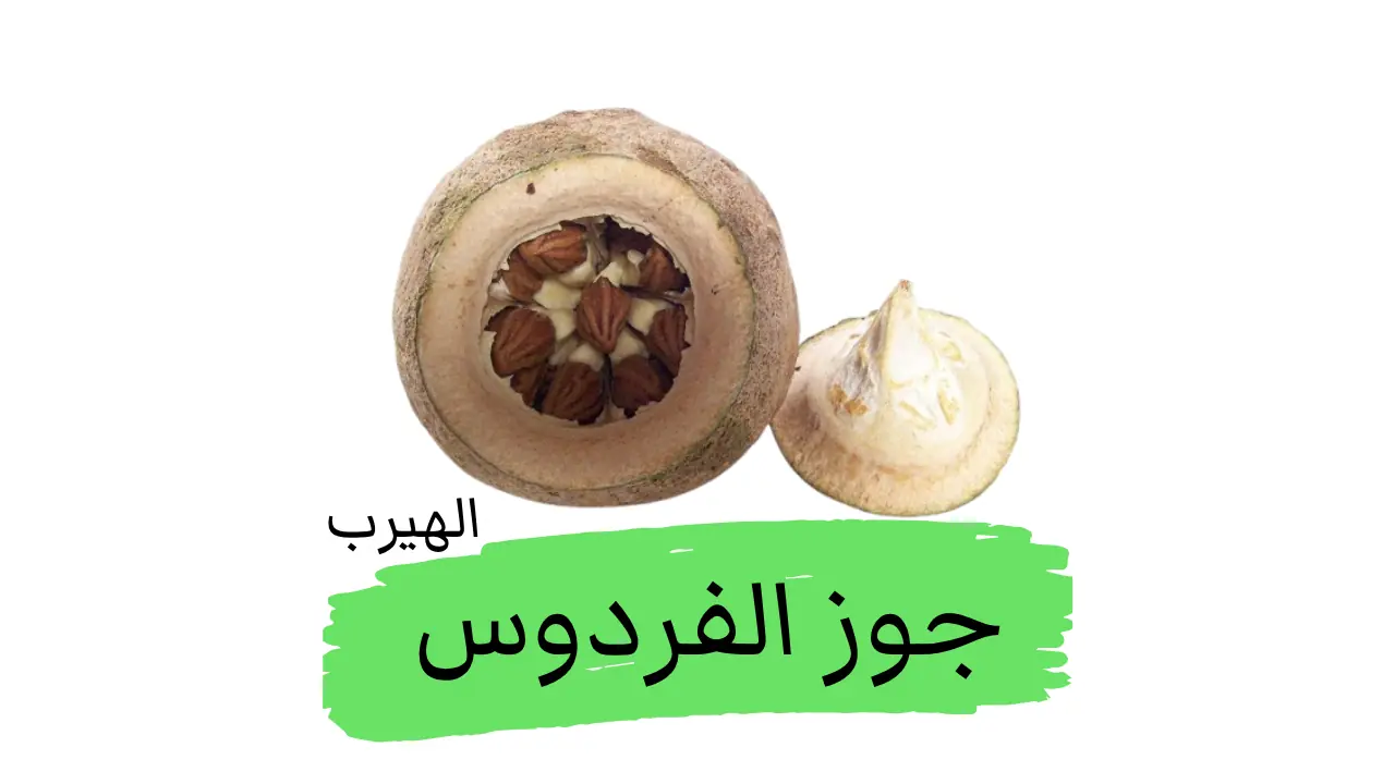 ما هو جوز الفردوس (السابوكايا) : الفوائد والأضرار Lecythis pisonis