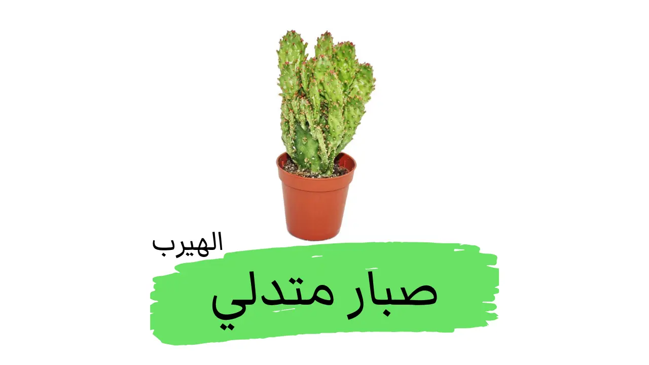التين الشوكي المتدلي (الصبار المبرقش Opuntia monacantha): الفوائد والأضرار