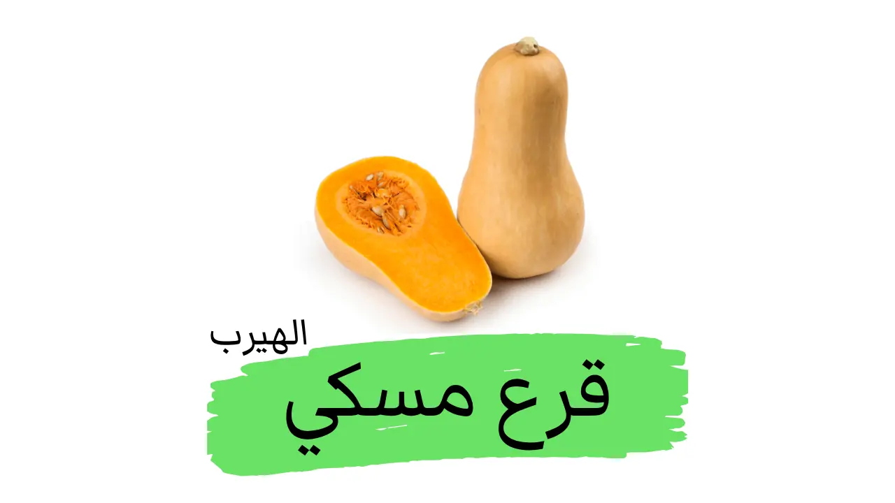 ما هو القرع المسكي؟ : الفوائد والأضرار الصحية والغذائية Cucurbita moschata