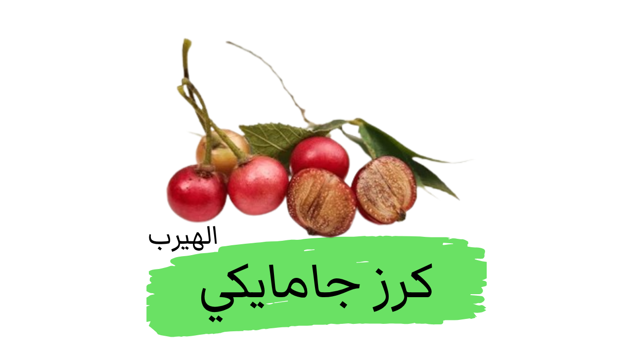  كرز جامايكا ( الكرز الهندي الغربي/ توت بنما) : الفوائد والأضرار