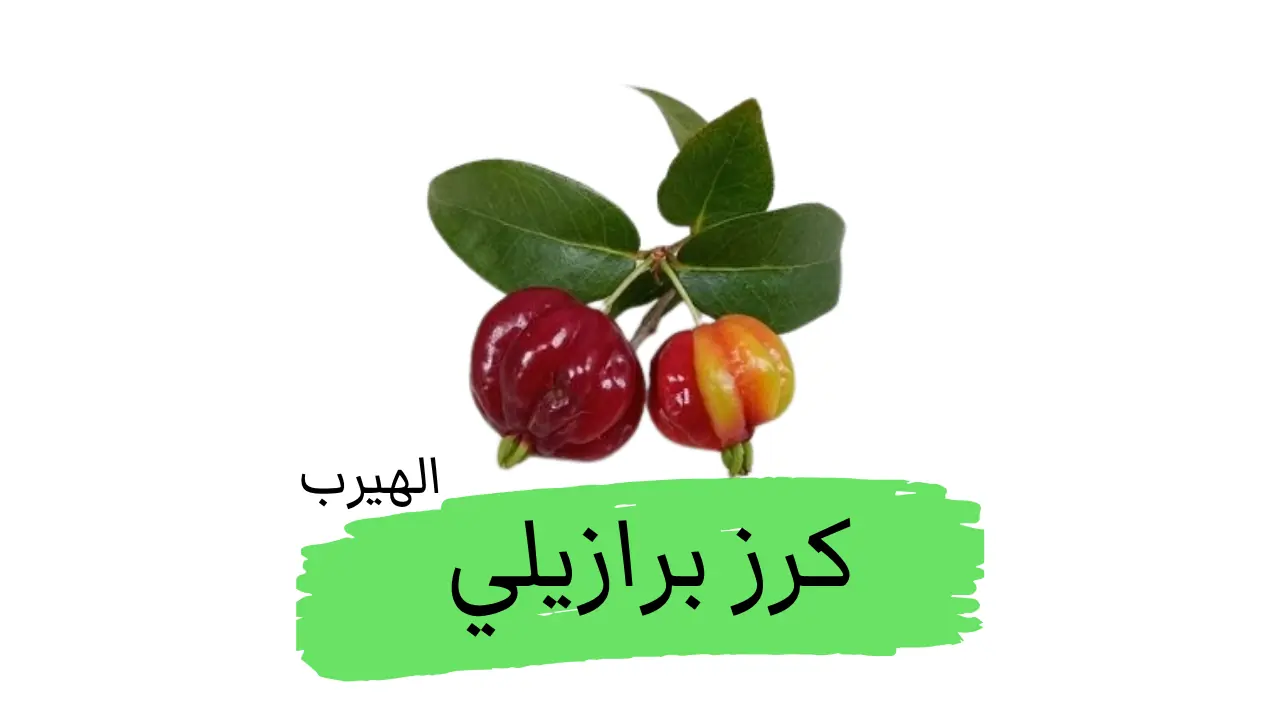 الكرز البرازيلي (كرز سورينام  البتانغا) : الفوائد والأضرار