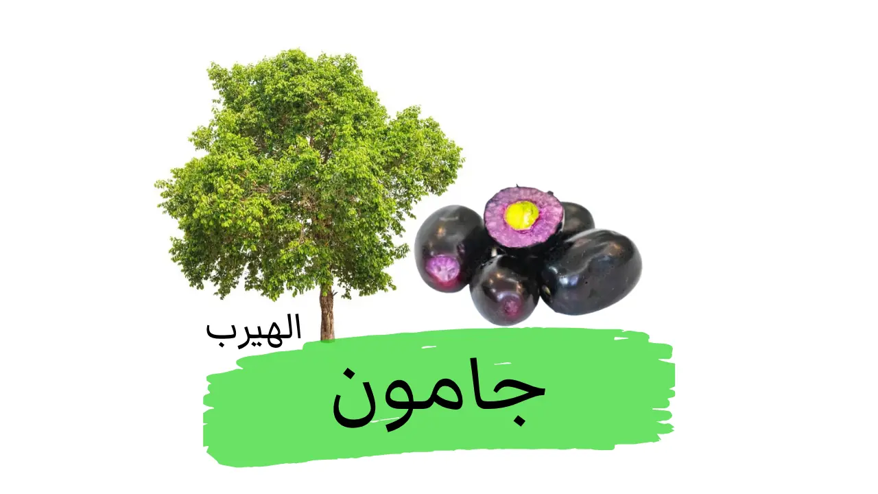 فاكهة شجرة الجامون ( رياعة كمونية ،السَّيْزِيجيوم الكُمّيني، برقوق جاوة) : الفوائد والأضرار