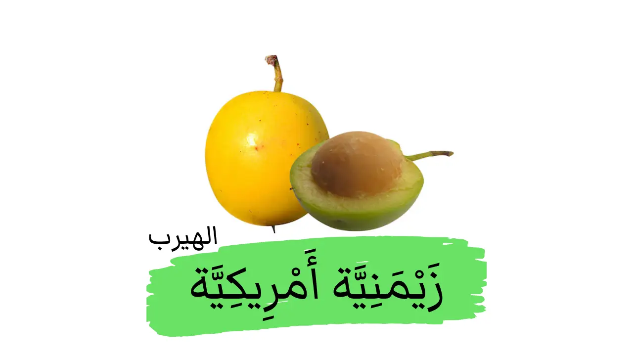 زَيْمَنِيَّة أَمْرِيكِيَّة (فاكهة البرقوق الأمريكي ، الليمون البحري Ximenia americana) : الفوائد ولاأضرار