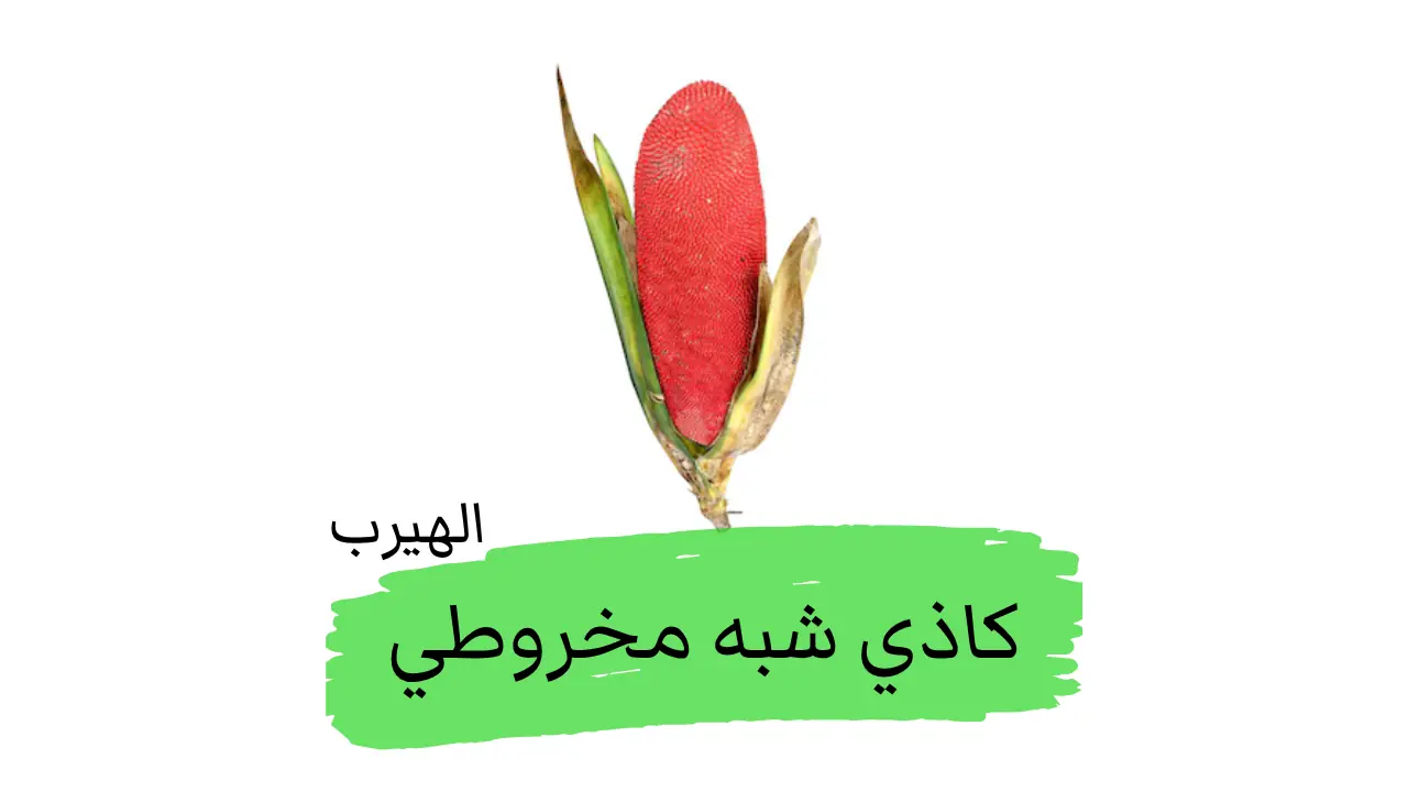 الكاذي شبه المخروطي (فاكهة الباندان الحمراء Pandanus conoideus Lam. ) : الفوائد والأضرار