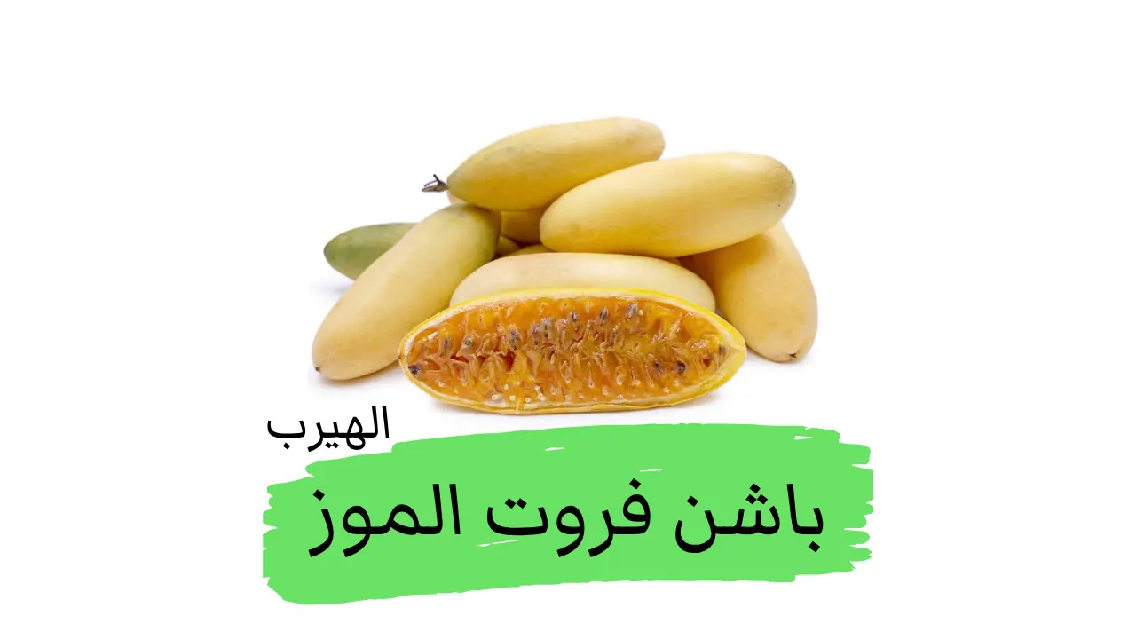 فاكهة الباشون الموزية (باشن فروت الموز assiflora tripartita var. mollissima): الفوائد والأضرار 