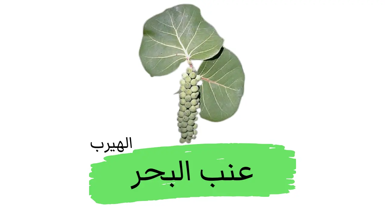 Coccoloba uvifera فاكهة عنب البحر : الفوائد والأضرار