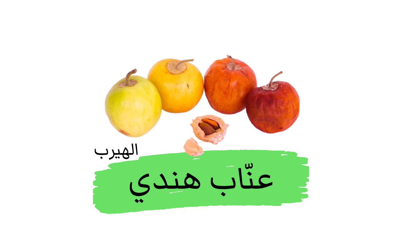  العنّاب الهندي (Ziziphus mauritiana Lam.) : الفوائد والأضرار
