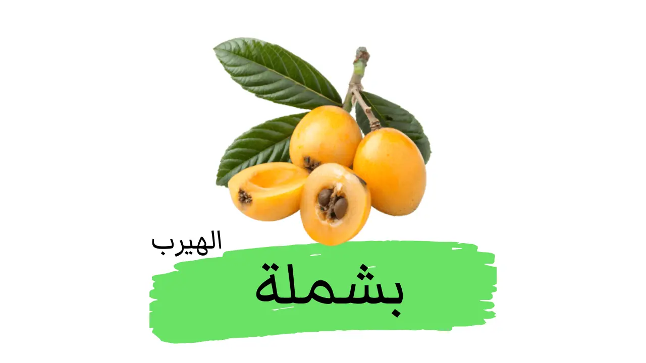 الأسكيدنيا (الأكي دنيا، البشملة اليابانية):الفوائد والأضرار Eriobotrya japonica