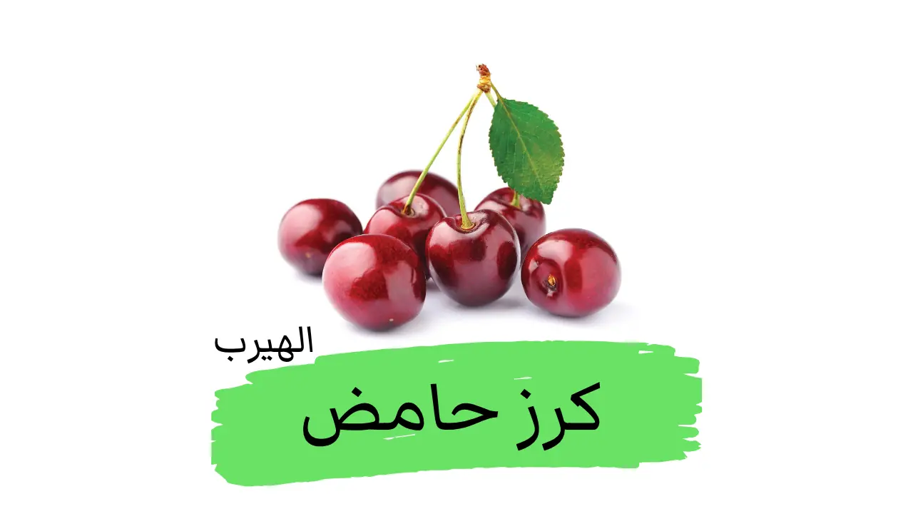 Prunus cerasus فوائد وأضرار الكرز الحامض