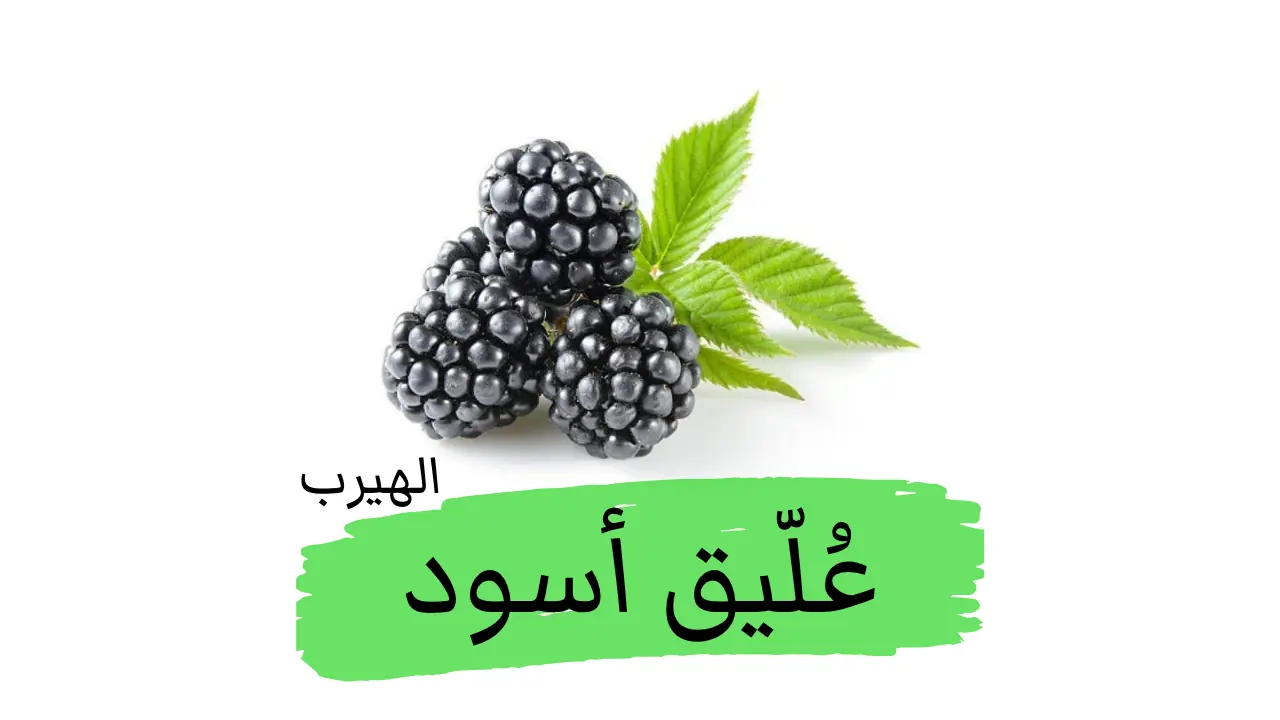 Rubus fruticosus  فوائد وأضرار العُلّيق الأسود (التوت البري)